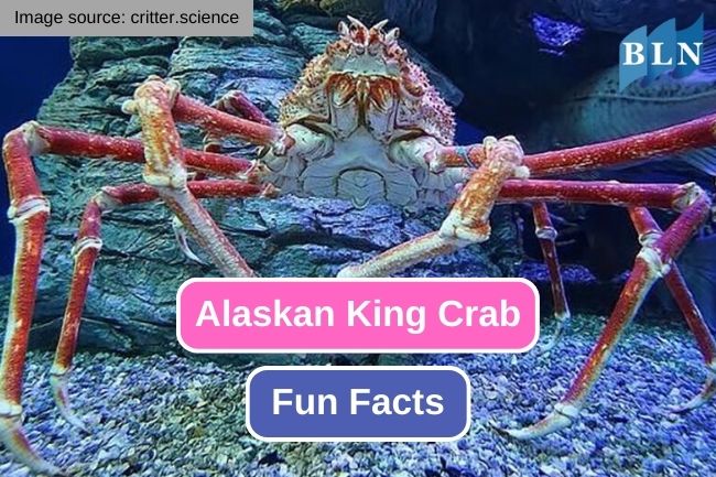 10 Fascinating Fun Facts About Alaskan King Crab